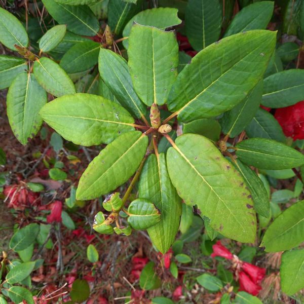 Leaves