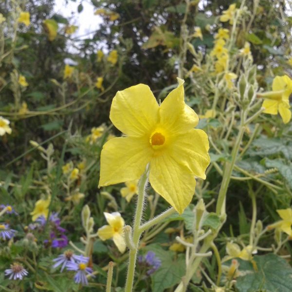 Flower of Herpetospermum pedunculosum