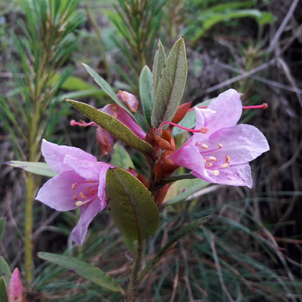 Flower and leaves