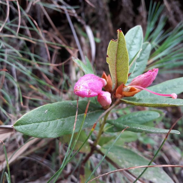 Leaves and flower bud