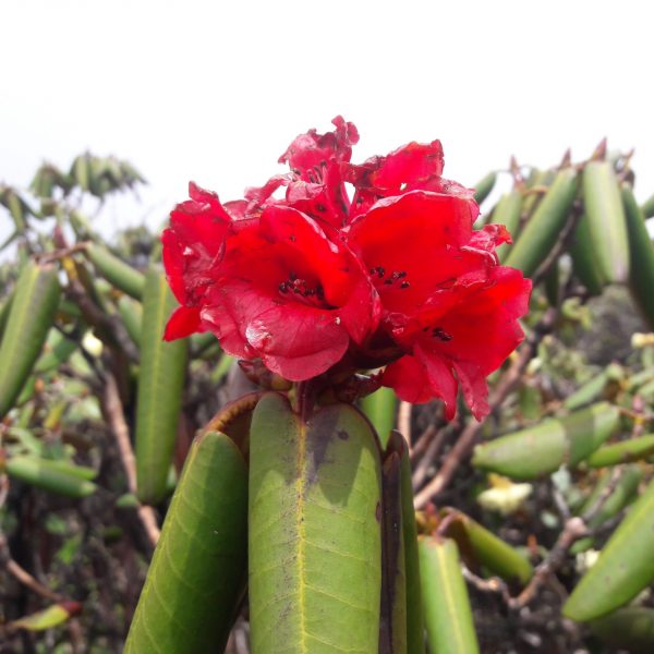 Rhododendron fulgens flower