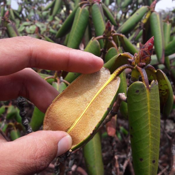 Leaf indumentum