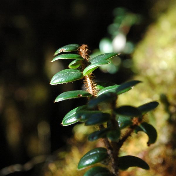 Vaccinium nummularia leaves